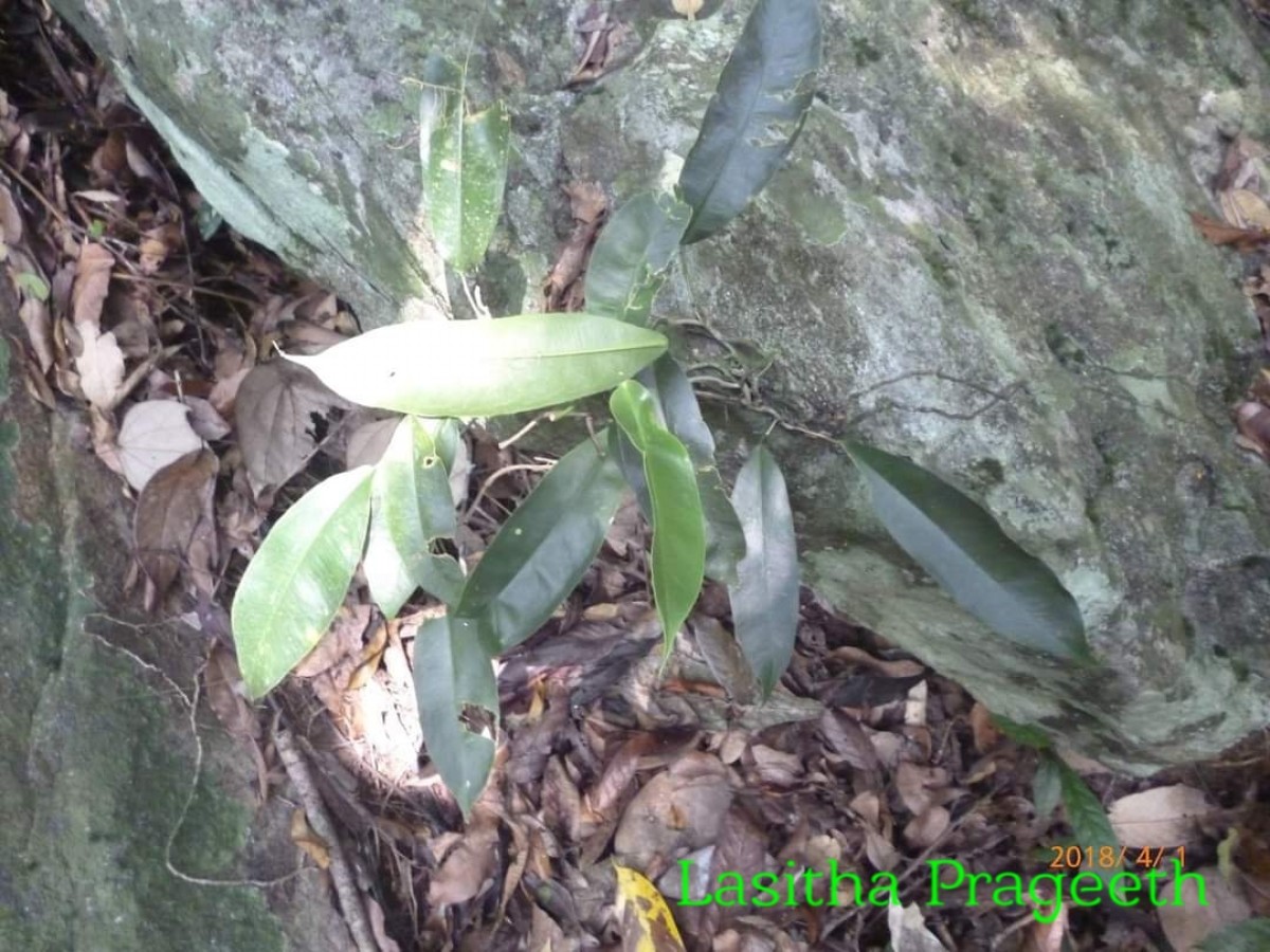 Pothos remotiflorus Hook.